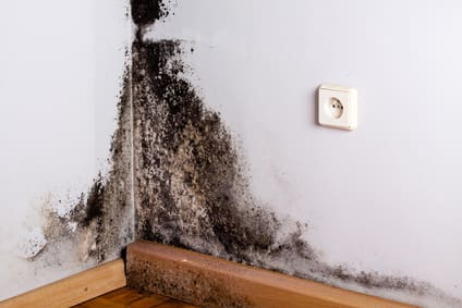 Mold Remediation